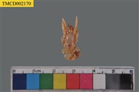 藏品(寄居蟹)的圖片